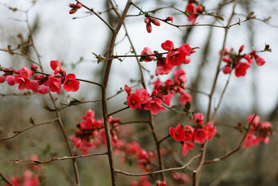 Close-up of red flowering plant