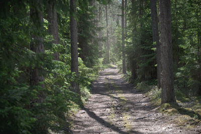 Footpath amidst trees in forest