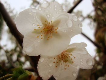 Close-up of white flower blooming in park