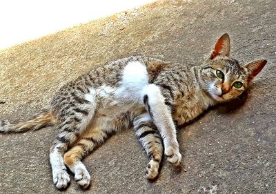 Close-up of cat lying down