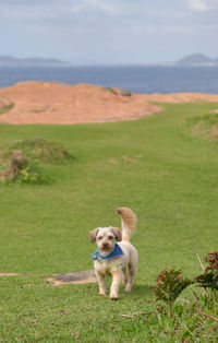 Dog running on grass