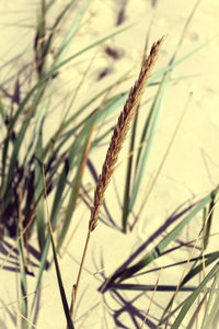 Close-up of wheat field