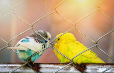 Close-up of two birds perching on metal fence