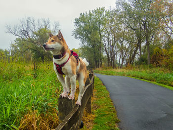 Dog looking away on road