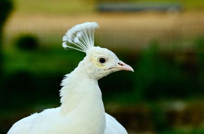 Close-up of a bird looking away