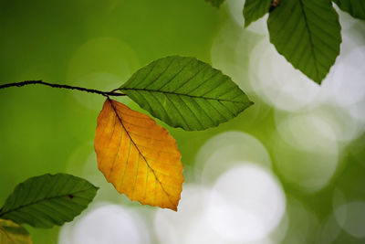 Close-up of leaves on plant