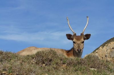 View of deer on field against sky