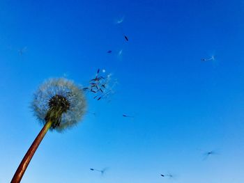 Low angle view of birds flying against blue sky