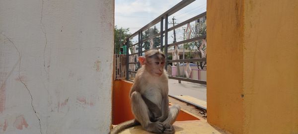 Animals wildlife a monkey nice sitting photograpy