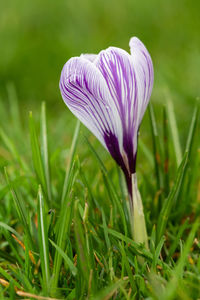 Close up of a purple and white striped spring crocus flower in bloom