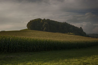 Scenic view of agricultural field against sky