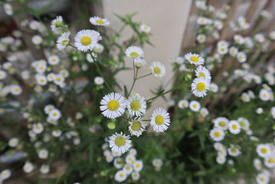 Close-up of white daisy flowers