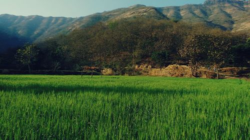 Scenic view of grassy field