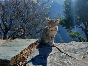 Cat sitting on plant against trees