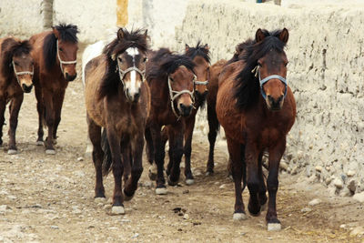 Horses on sand