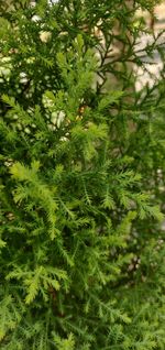 Close-up of pine tree