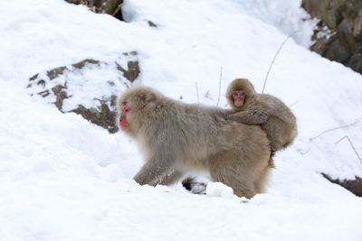 Japanese macaque with infant on snow