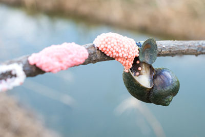 Close-up of fruits on branch