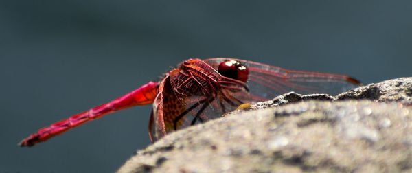 Close-up of dragonfly on rock