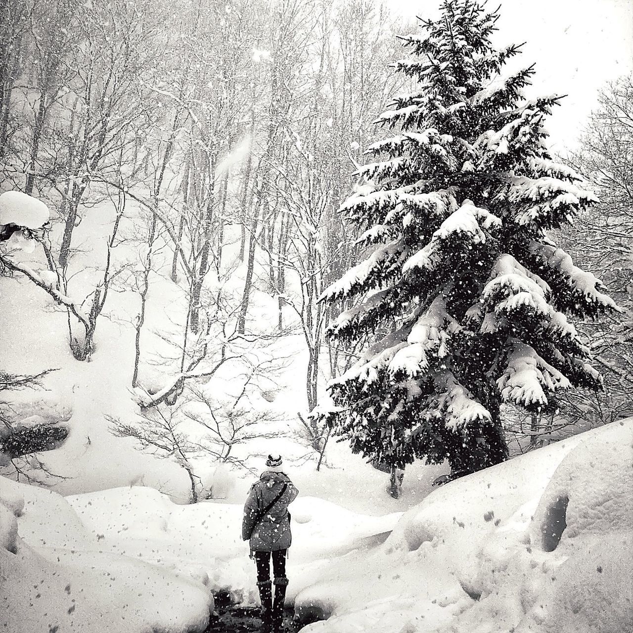 lifestyles, leisure activity, standing, full length, men, rear view, walking, winter, season, weather, snow, cold temperature, casual clothing, day, tree, street, warm clothing, nature