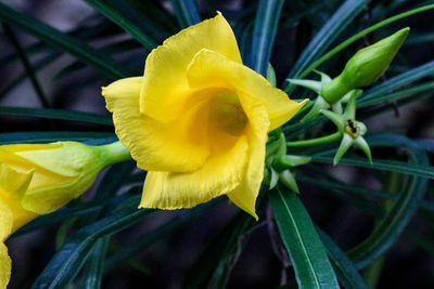 Close-up of yellow flower blooming outdoors