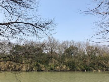 Scenic view of bare trees against clear sky