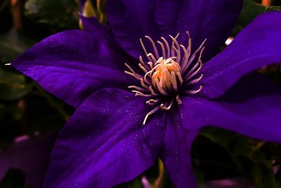 Close-up of purple flowering plant