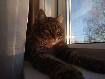 Close-up portrait of a cat