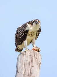 Osprey eating fish perched on telephone pole looking