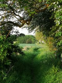 Trees on field in forest