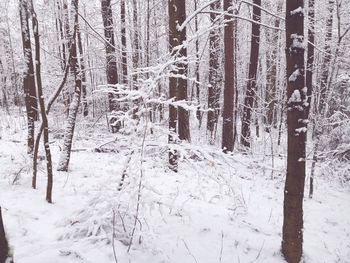 Frozen trees in forest during winter