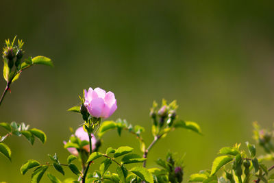 Close-up of pink flowering plant