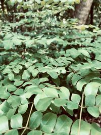 High angle view of leaves