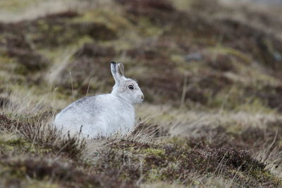 A mountain hare