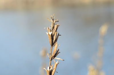 Close-up of plant against blurred background