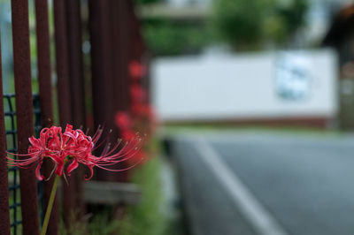Close-up of red flowering plant on road