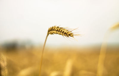 Close-up of flower growing on field against sky