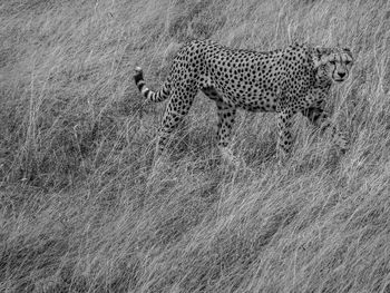 Side view of cheetah on grassy field