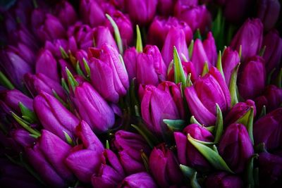 Close-up of pink flowering plants