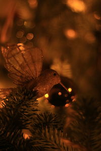 Close-up of illuminated christmas tree at night