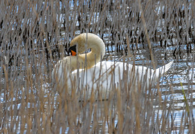 Swan swimming in lake