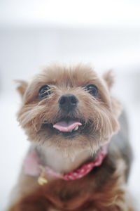 Close-up portrait of a dog
