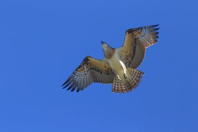 Low angle view of eagle flying against clear blue sky