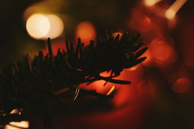 Close-up of christmas tree at night