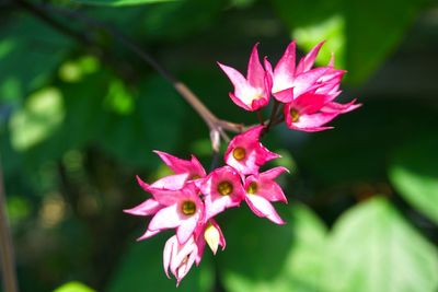 Close-up of pink flower