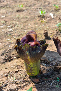 High angle view of fruit on field