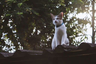 Low angle view of cat sitting on roof against trees