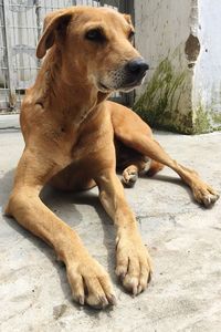 Close-up of dog relaxing outdoors