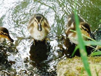 Cute ducklings in shallow water