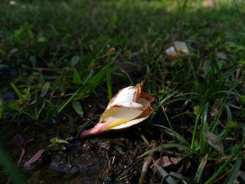 Close-up of snail on field